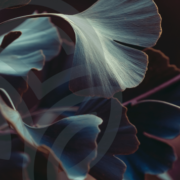  Ginkgo & Hawthorn NSP NSP modelis 909 | Vaizdas Nr. 1