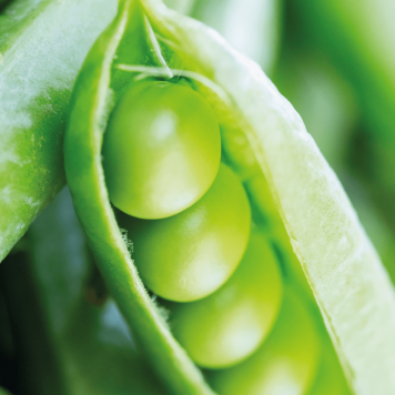 NSP modelis 65010 | Vaizdas Nr. 1